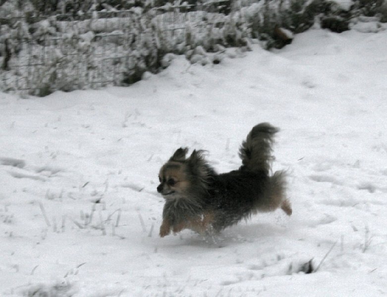 Publication : Souvenir Cheyenne Auteur : Gladys Blomme