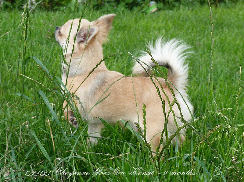 Publication : Souvenir Cheyenne Auteur : Gladys Blomme