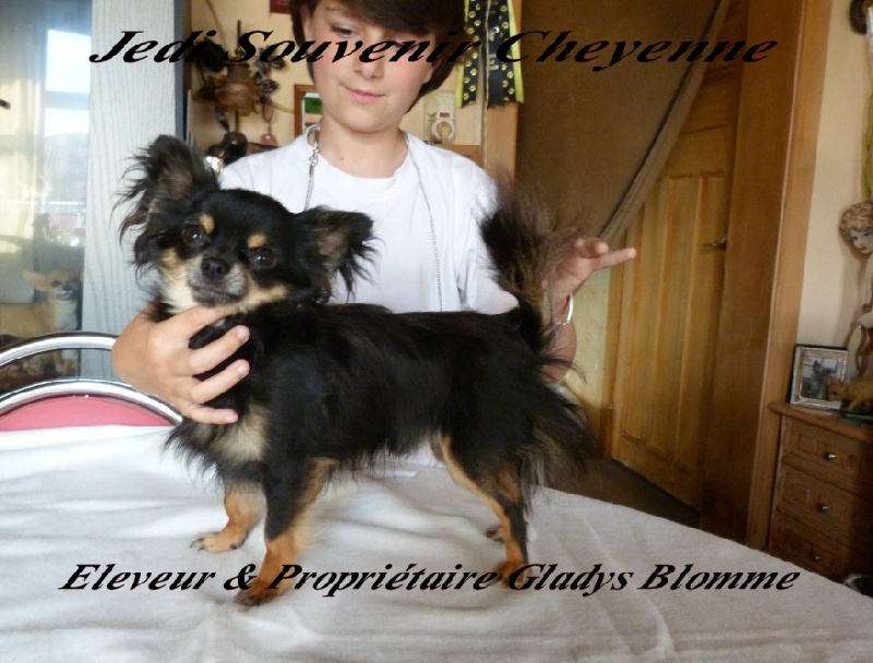 Jedi Souvenir Cheyenne