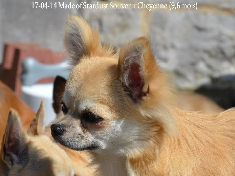 Made of stardust Souvenir Cheyenne