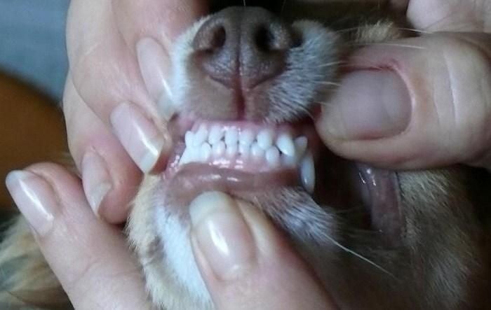 Publication : Souvenir Cheyenne Auteur : Gladys Blomme