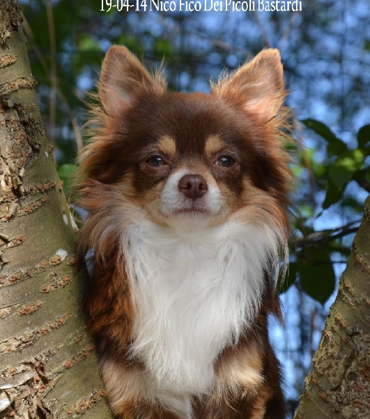 Publication : Souvenir Cheyenne Auteur : Gladys Blomme