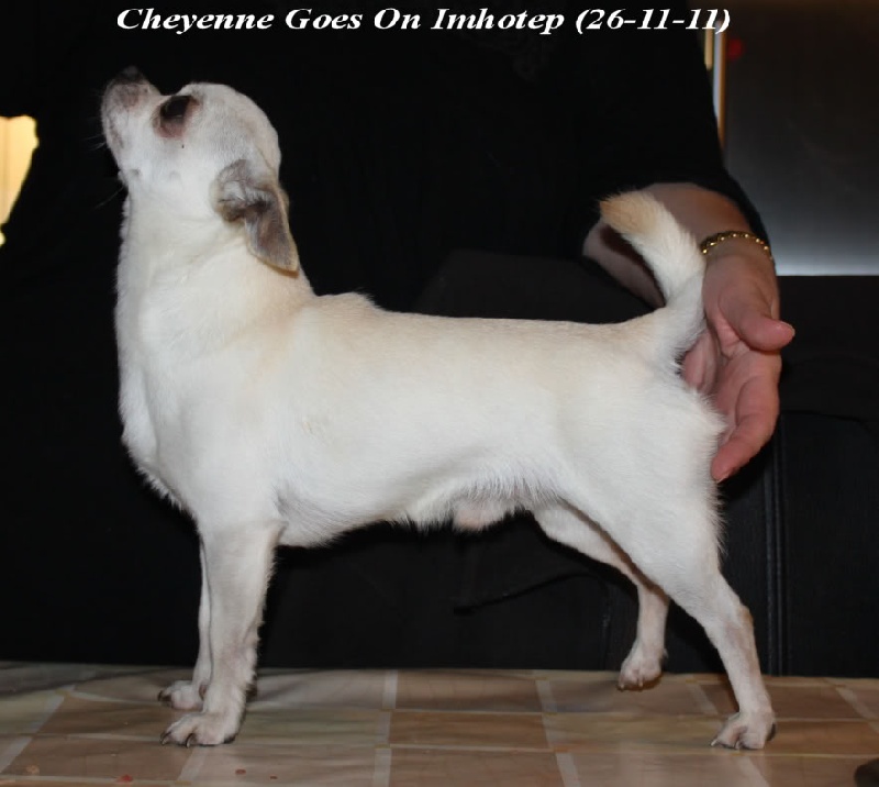 Publication : Souvenir Cheyenne Auteur : Gladys Blomme