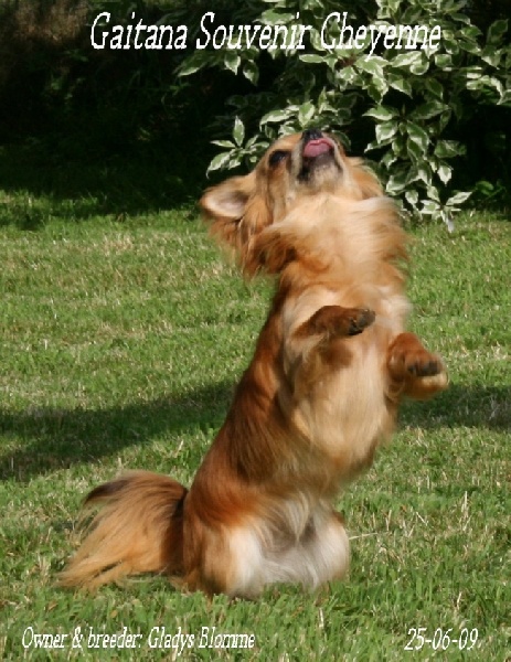 Gaitana Souvenir Cheyenne