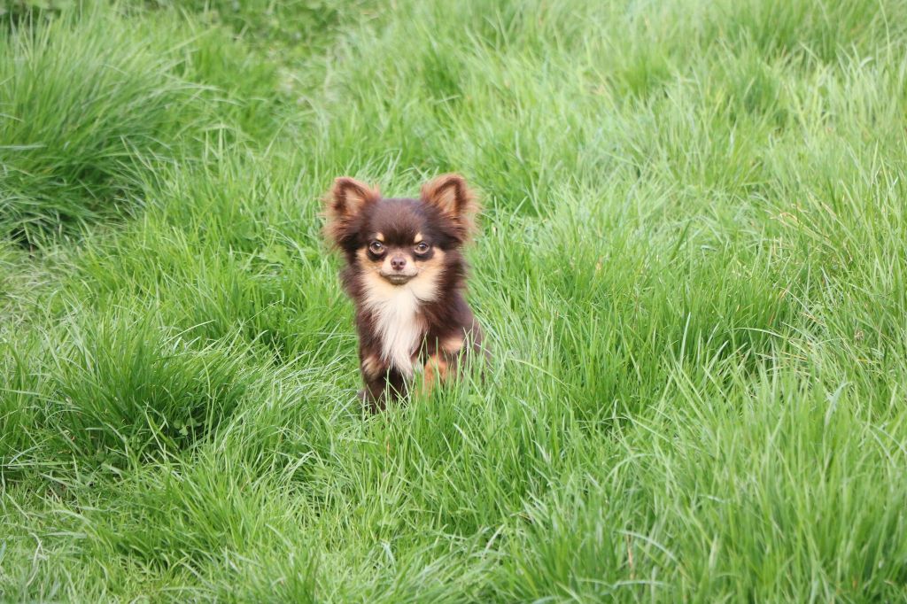 Publication : Souvenir Cheyenne Auteur : Gladys Blomme