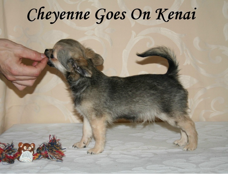 Publication : Souvenir Cheyenne Auteur : Gladys Blomme