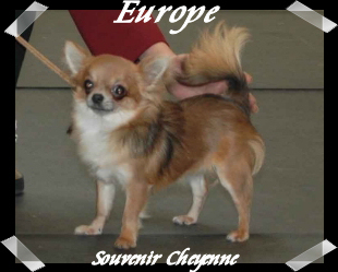 Europe Souvenir Cheyenne