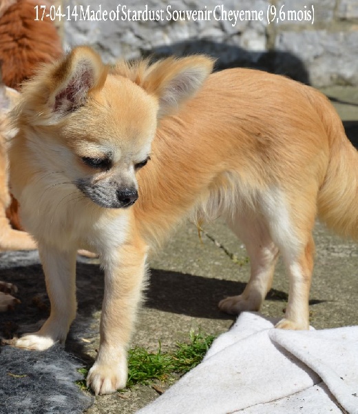 Made of stardust Souvenir Cheyenne