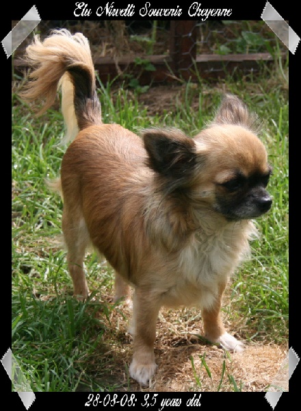 Elunirvelli Souvenir Cheyenne