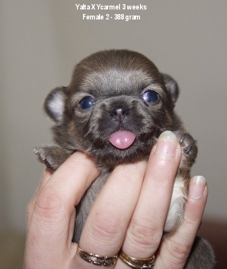 Europe Souvenir Cheyenne