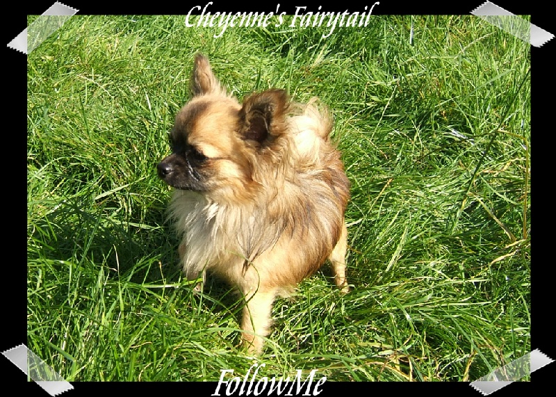 Publication : Souvenir Cheyenne Auteur : Gladys Blomme