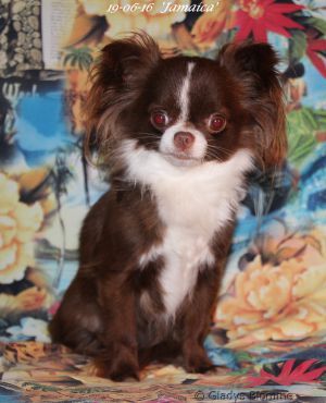 Publication : Souvenir Cheyenne Auteur : gladys Blomme