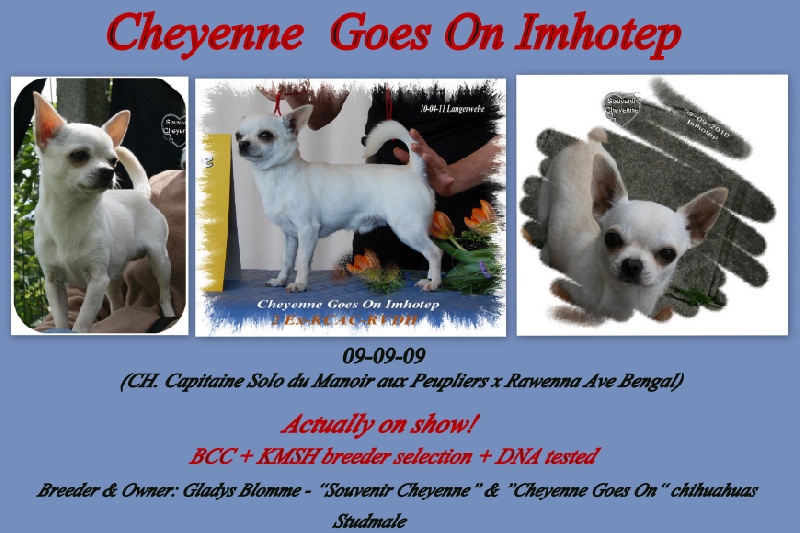 Publication : Souvenir Cheyenne Auteur : Gladys Blomme