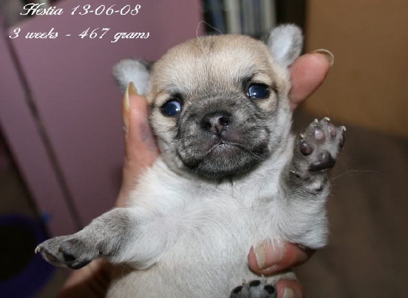 Klochette Souvenir Cheyenne