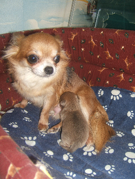 Europe Souvenir Cheyenne