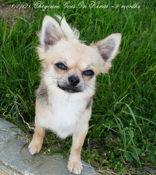 Publication : Souvenir Cheyenne Auteur : Gladys Blomme