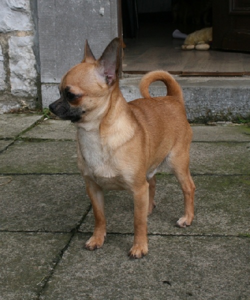 Huanca Souvenir Cheyenne