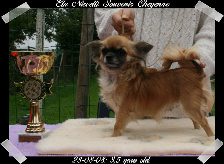 Elunirvelli Souvenir Cheyenne