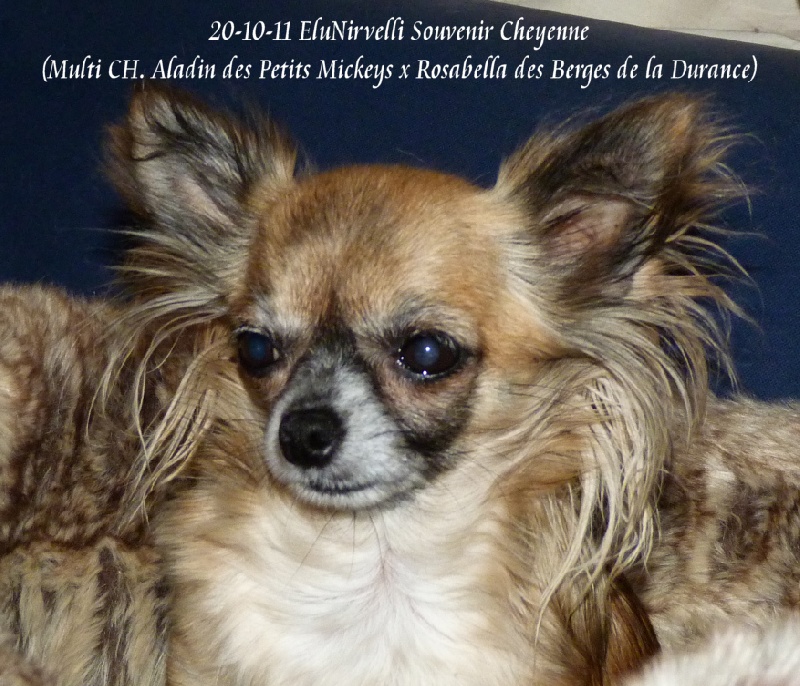 Elunirvelli Souvenir Cheyenne