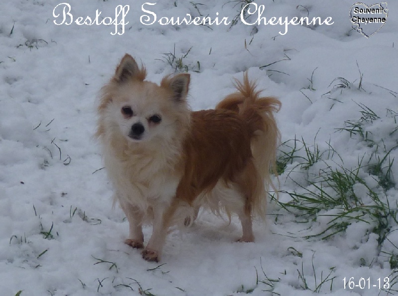 Publication : Souvenir Cheyenne Auteur : Gladys Blomme