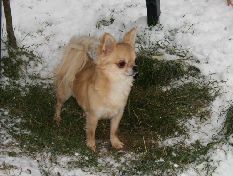 Publication : Souvenir Cheyenne Auteur : Gladys Blomme