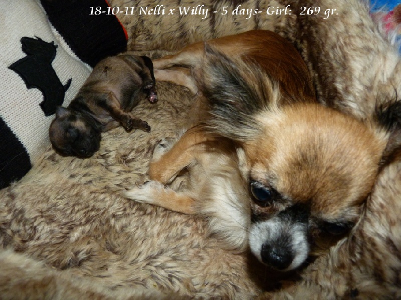 Elunirvelli Souvenir Cheyenne