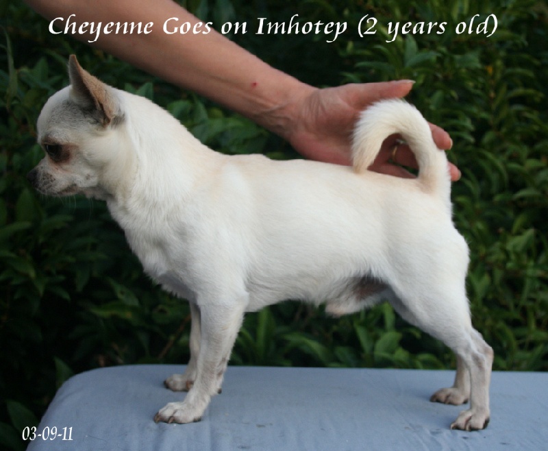 Publication : Souvenir Cheyenne Auteur : Gladys Blomme