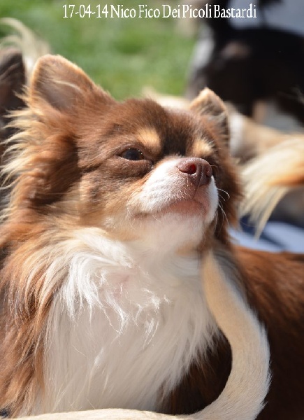 Publication : Souvenir Cheyenne Auteur : Gladys Blomme