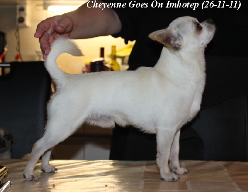 Publication : Souvenir Cheyenne Auteur : Gladys Blomme