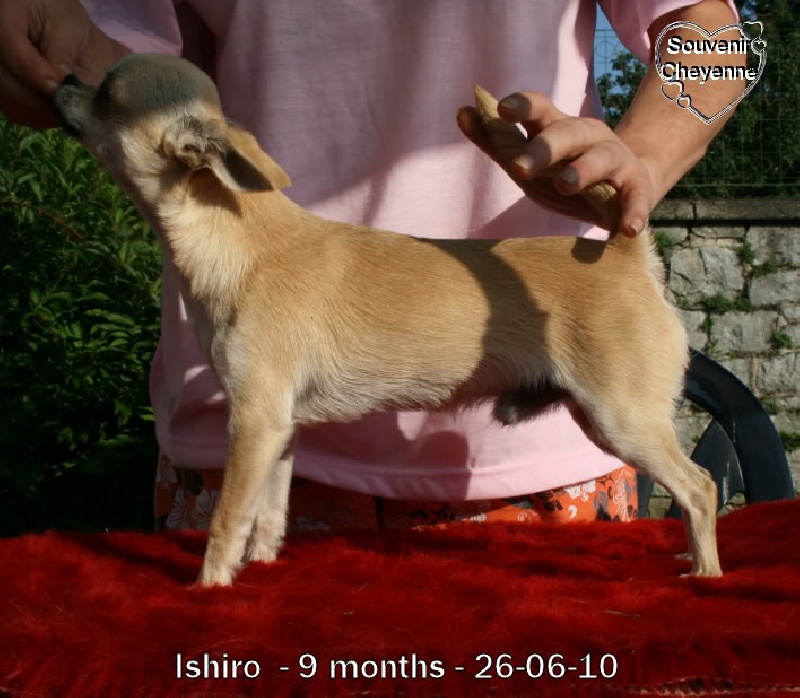 Ishiro Souvenir Cheyenne