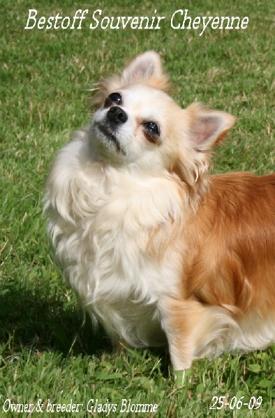 Publication : Souvenir Cheyenne Auteur : Gladys Blomme