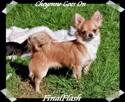 Publication : Souvenir Cheyenne Auteur : Gladys Blomme