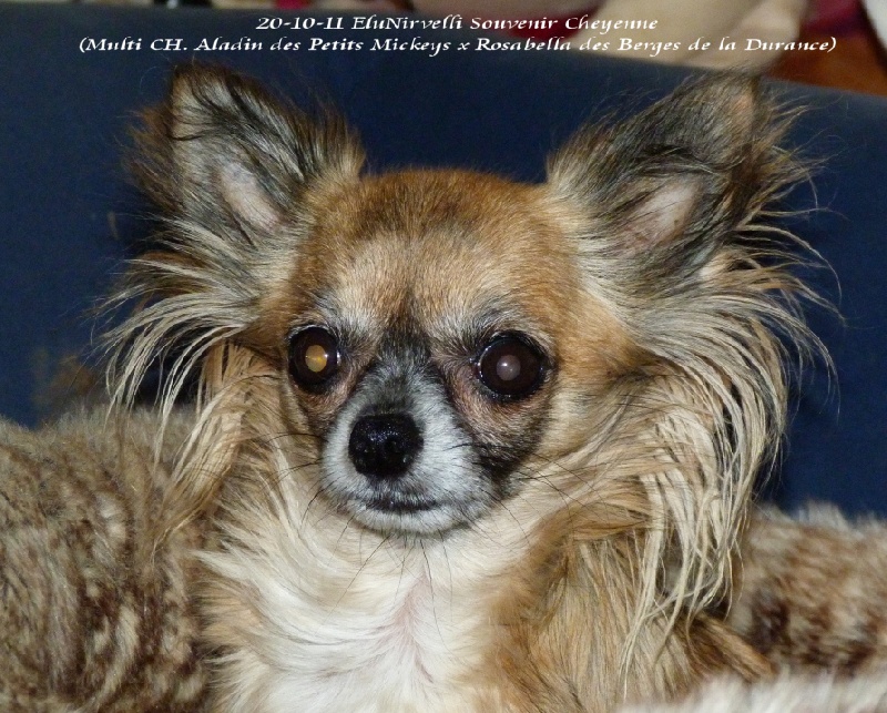 Elunirvelli Souvenir Cheyenne