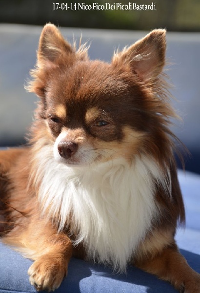 Publication : Souvenir Cheyenne Auteur : Gladys Blomme