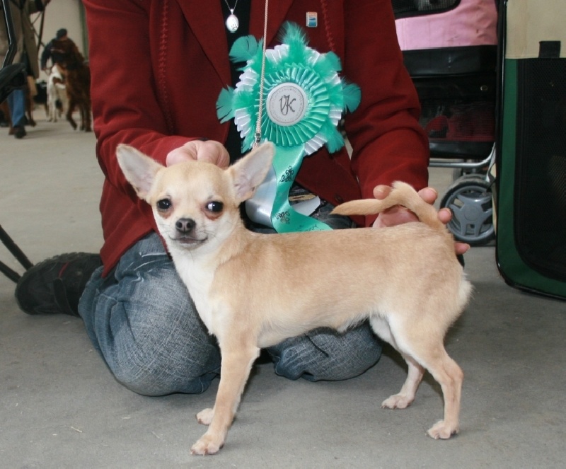 CH. Hestia Souvenir Cheyenne