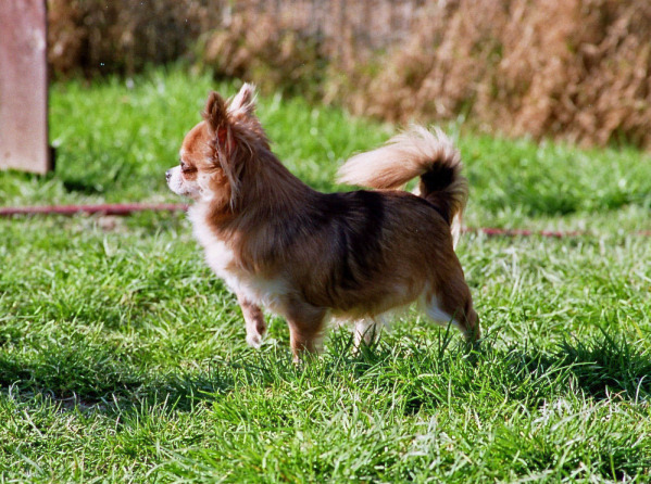 Europe Souvenir Cheyenne