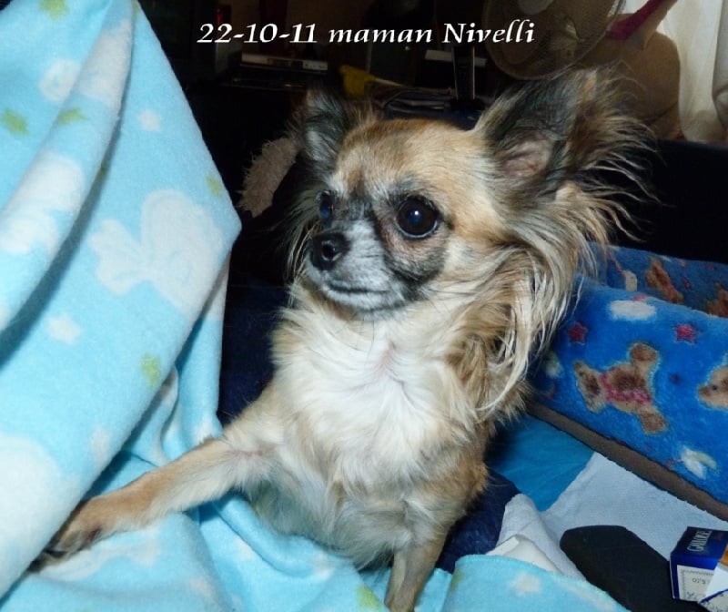 Elunirvelli Souvenir Cheyenne