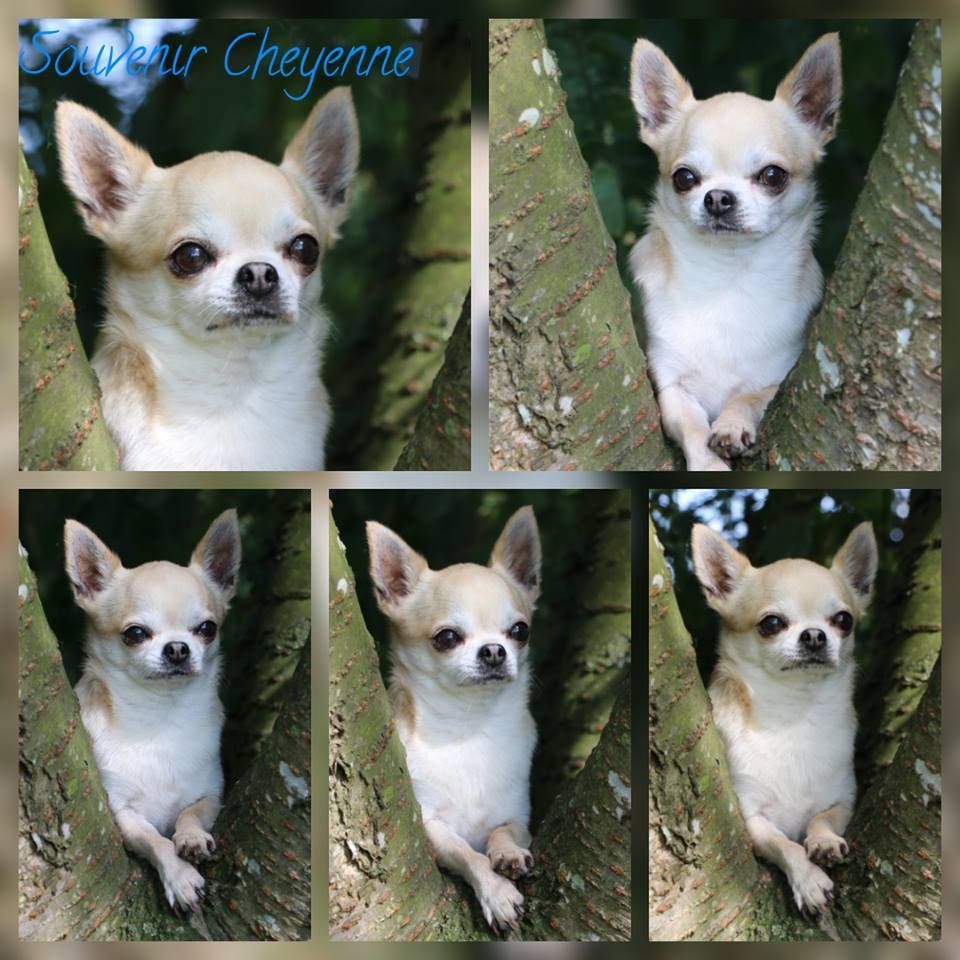 Ishiro Souvenir Cheyenne