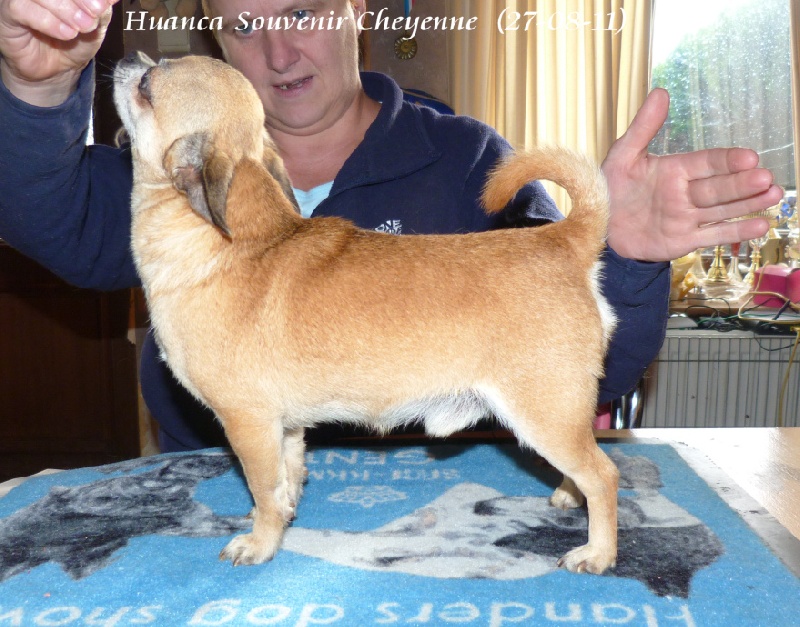 Huanca Souvenir Cheyenne