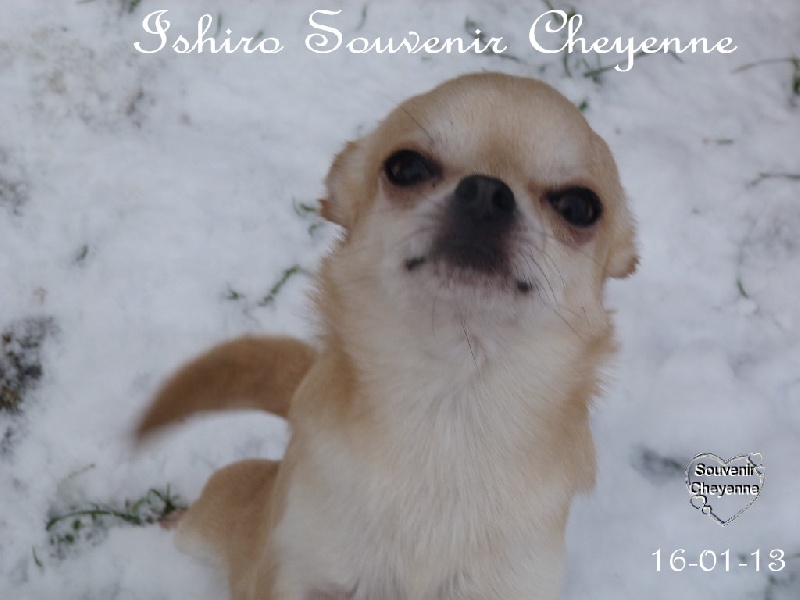 Ishiro Souvenir Cheyenne