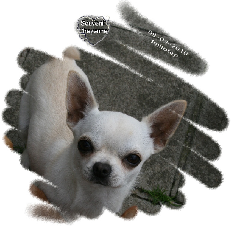 Publication : Souvenir Cheyenne Auteur : Gladys Blomme