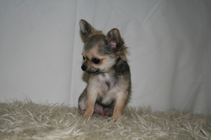 Publication : Souvenir Cheyenne Auteur : Gladys Blomme