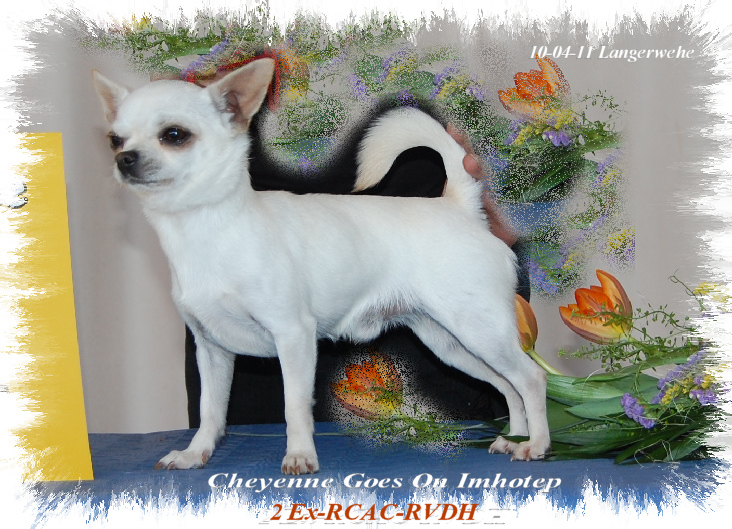 Publication : Souvenir Cheyenne Auteur : Gladys Blomme