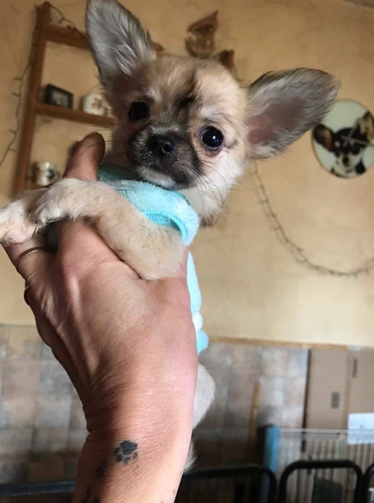 Publication : Souvenir Cheyenne Auteur : Gladys Blomme