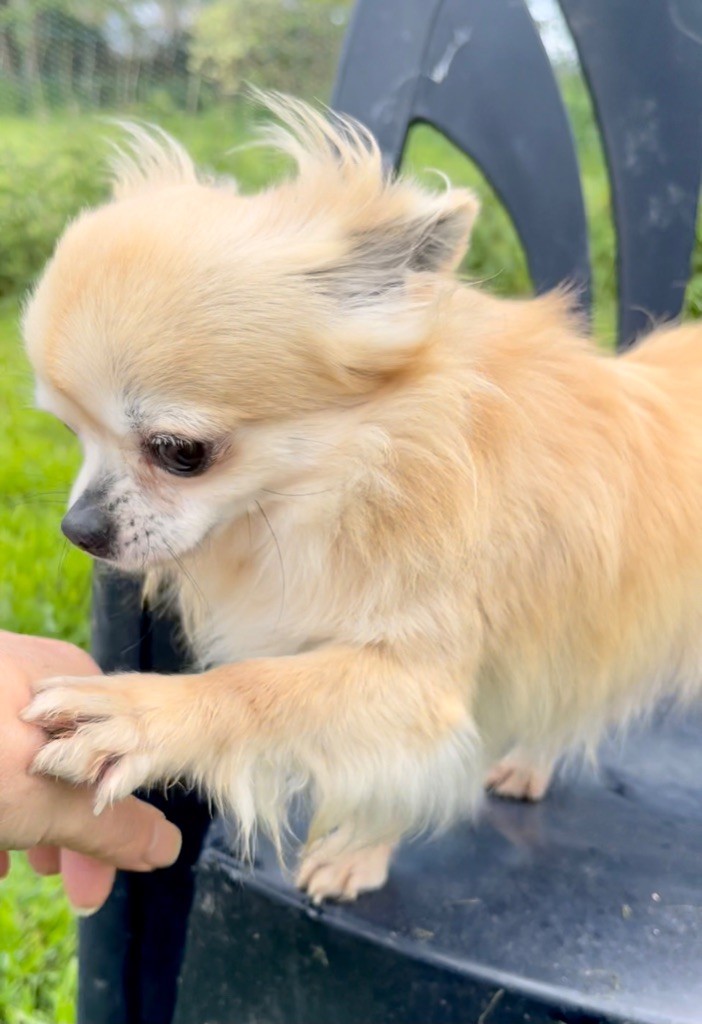 Publication : Souvenir Cheyenne Auteur : Gladys Blomme