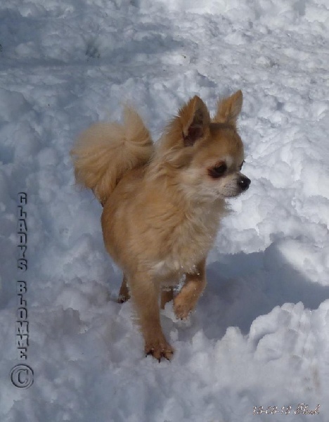 Publication : Souvenir Cheyenne Auteur : Gladys Blomme