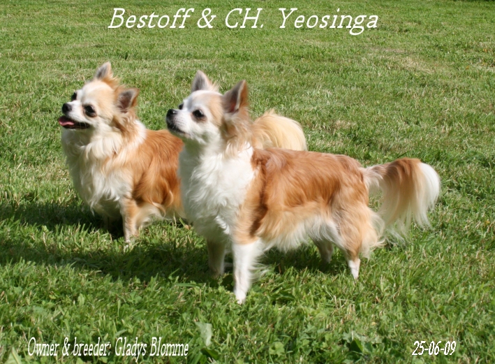 Publication : Souvenir Cheyenne Auteur : Gladys Blomme