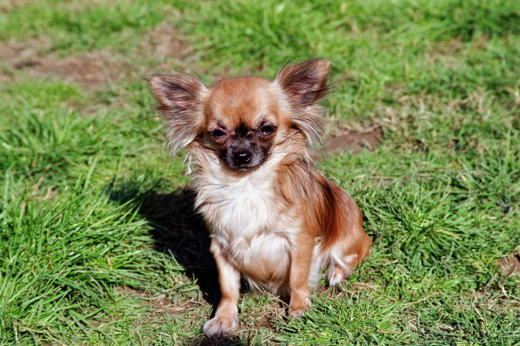 Elunirvelli Souvenir Cheyenne