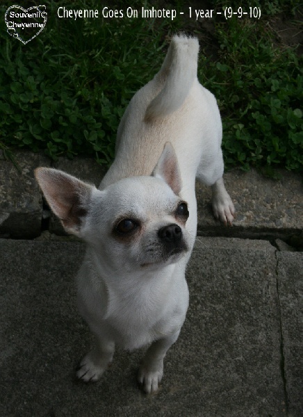 Publication : Souvenir Cheyenne Auteur : Gladys Blomme