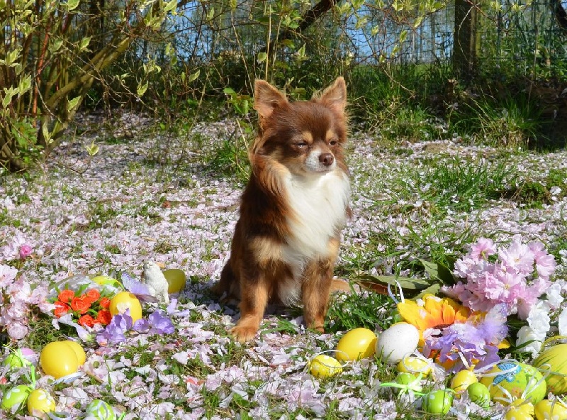 Publication : Souvenir Cheyenne Auteur : Gladys Blomme